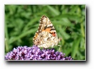 [Click to enlarge]